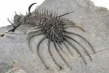 Spiny Quadrops Trilobite - Ofaten, Morocco #240531-3